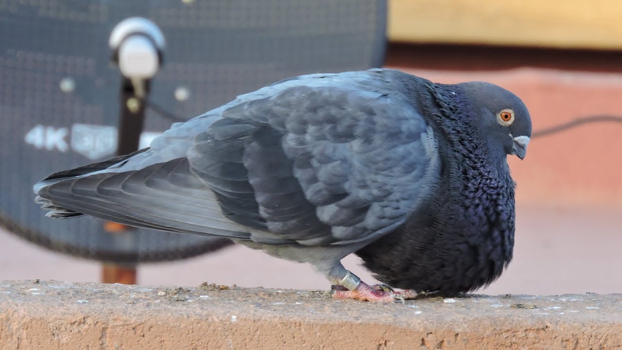 لمدادي 💜 مفرح ولاد بلادي 😁