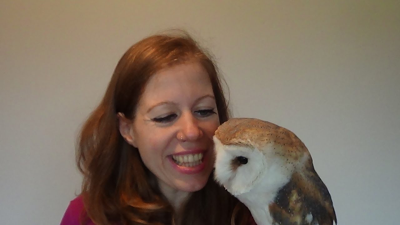 How to put jesses on your barn owl