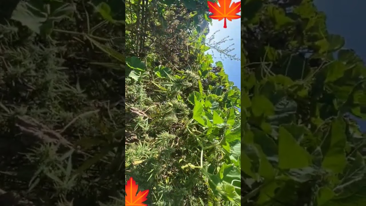 Weed vlogs. Weed in Nepal. #shorts #ganja #malana