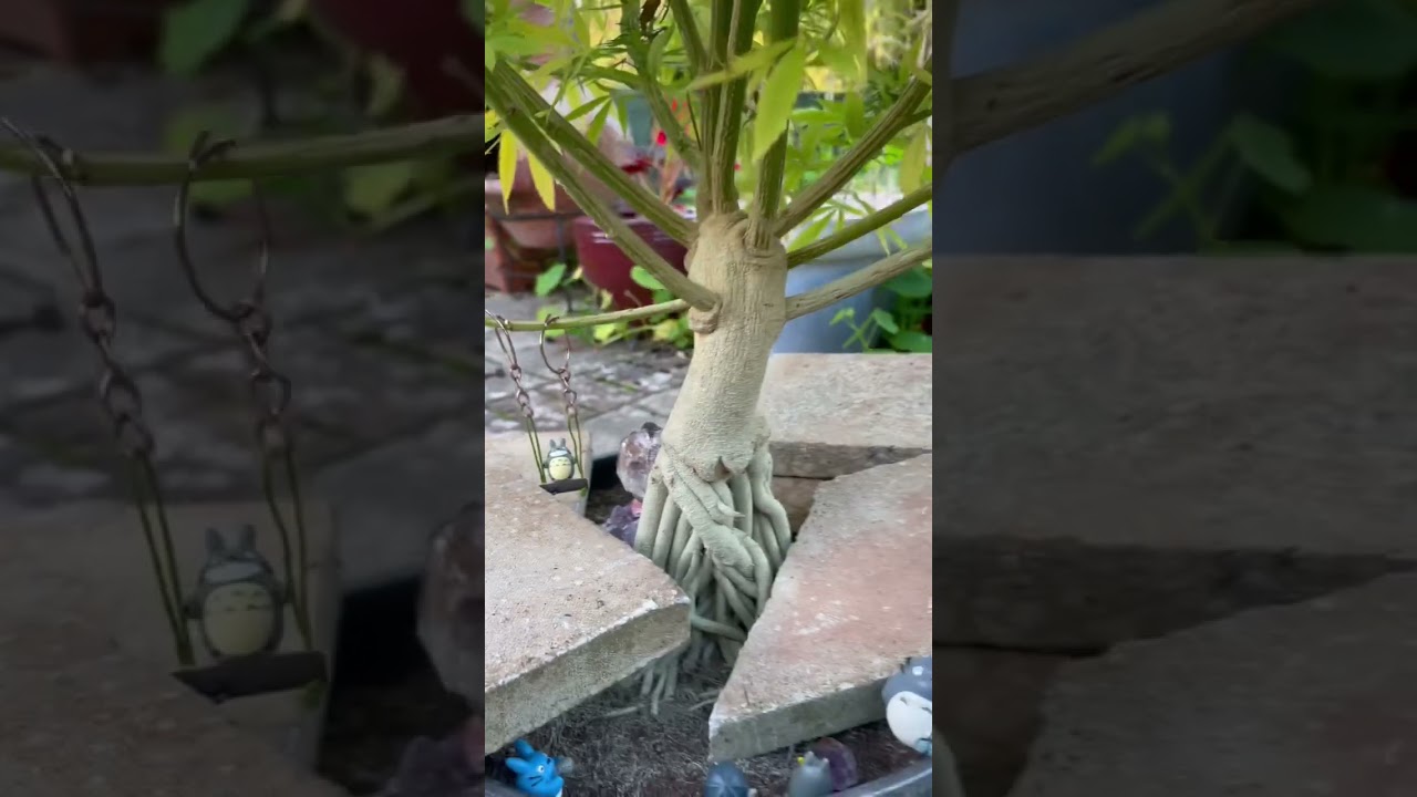 Cannabonsai cannasculpture, amethyst root reveal outdoor UK