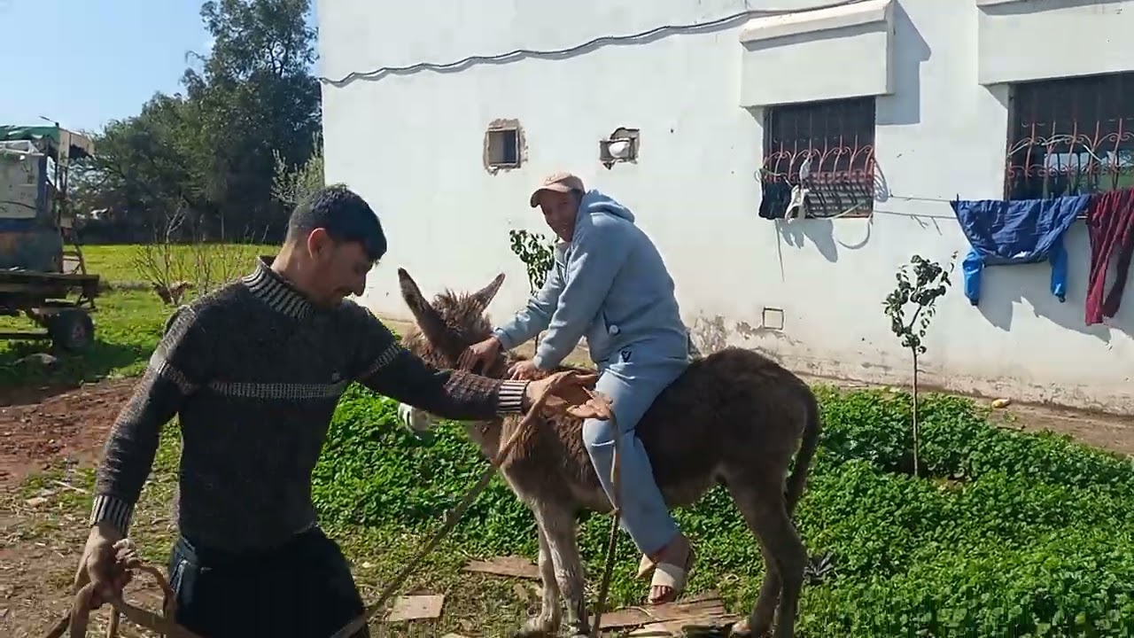 تجاوزت ركوب الحمار بي صعوبة في البدو