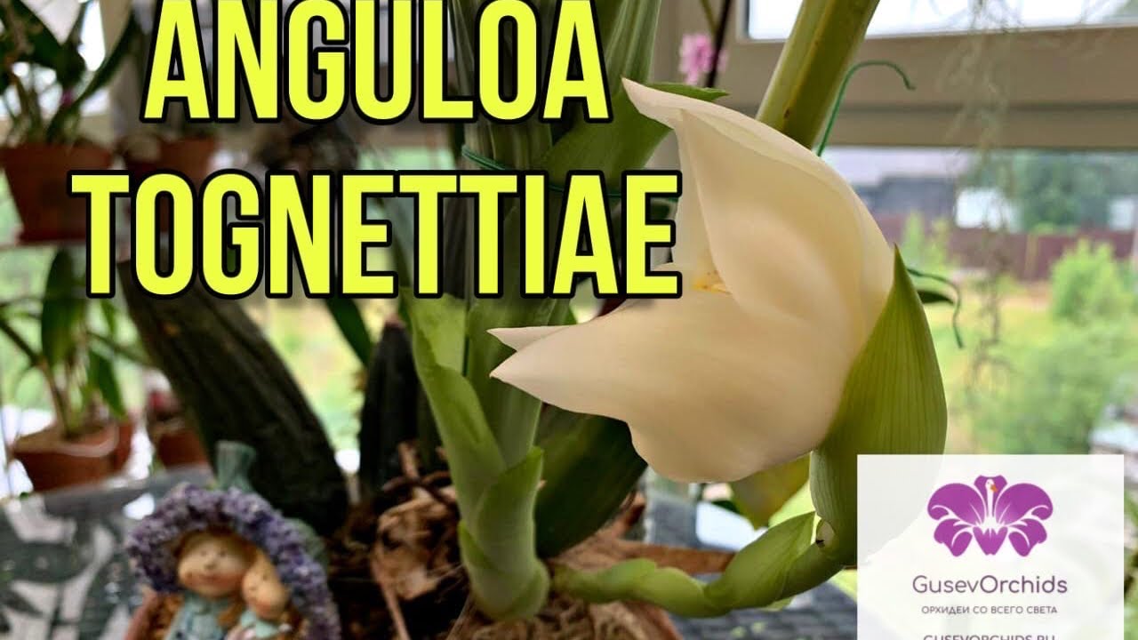 Орхидея Anguloa tognettiae цветение