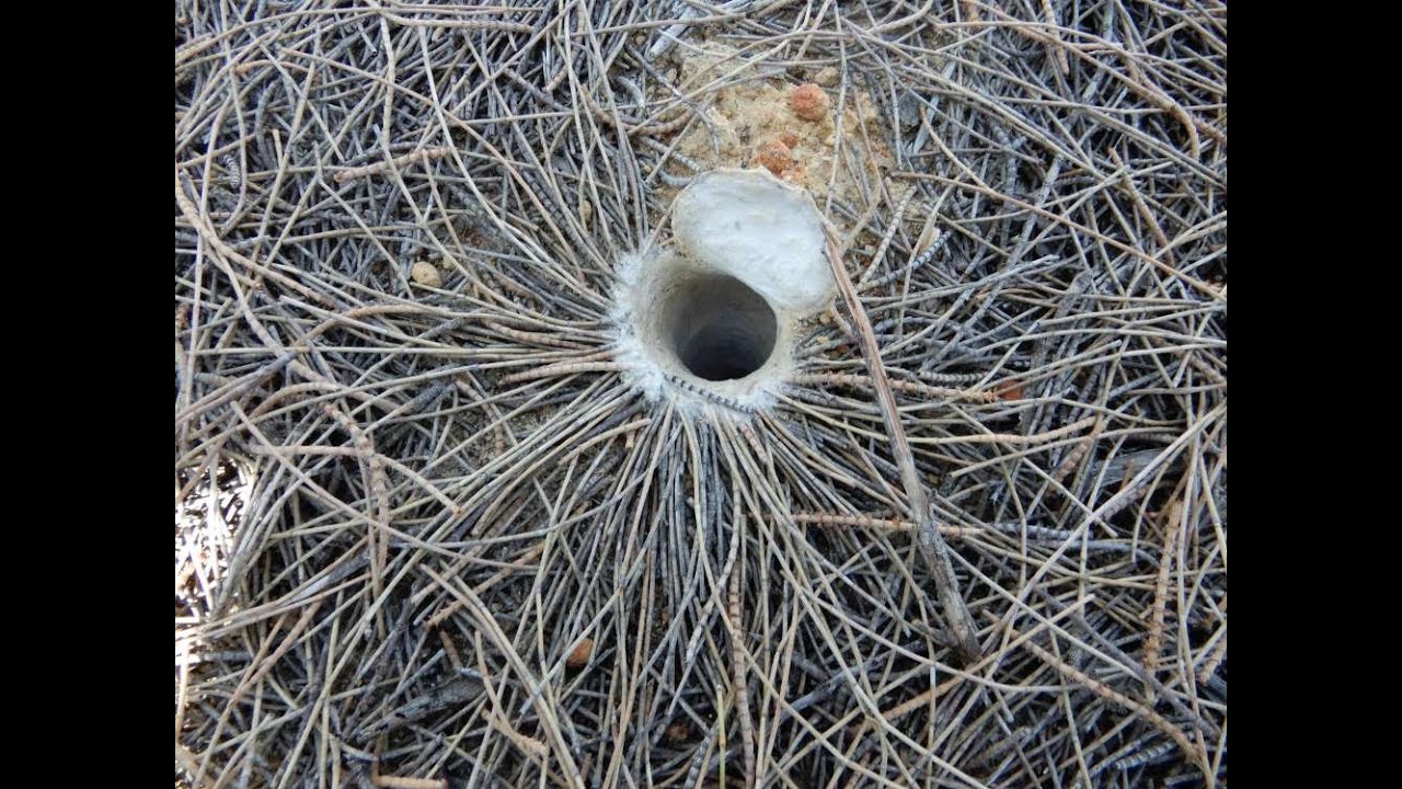 World's Oldest Spider Dies - But Not From Old Age