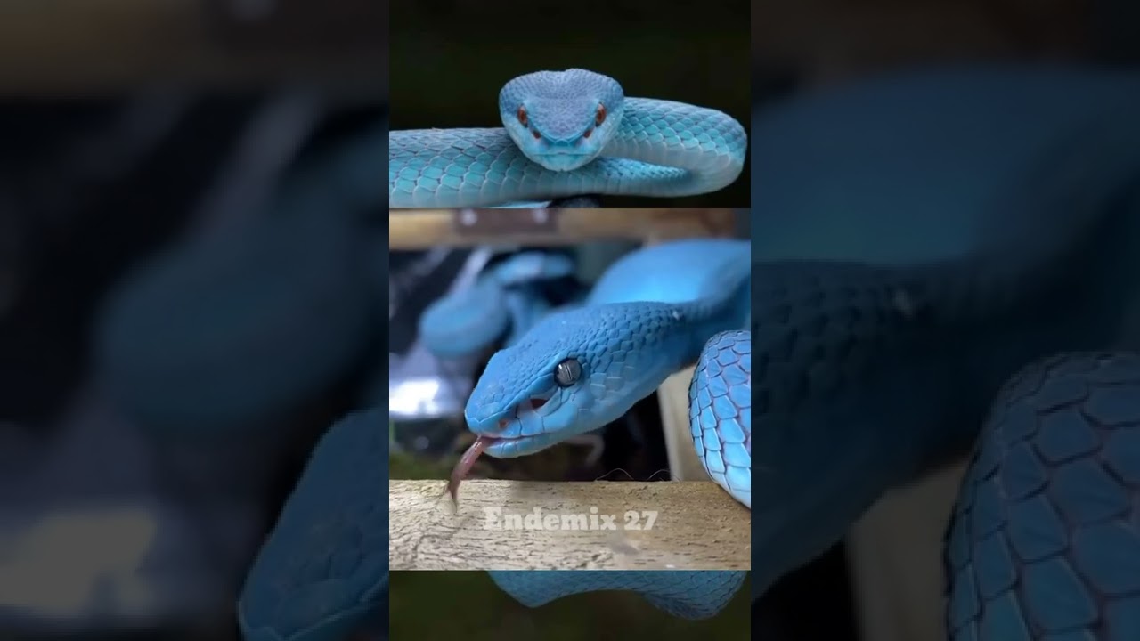 Blue insul / ular Biru (trimeresurus insularis) #shorts