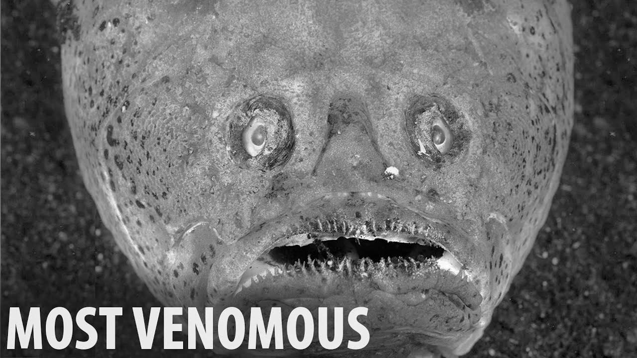 Top Venomous Creatures Ever