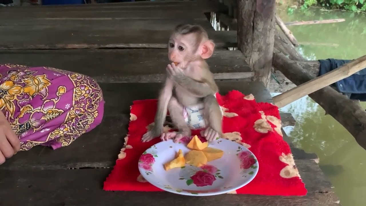 adorable baby monkey Rojo