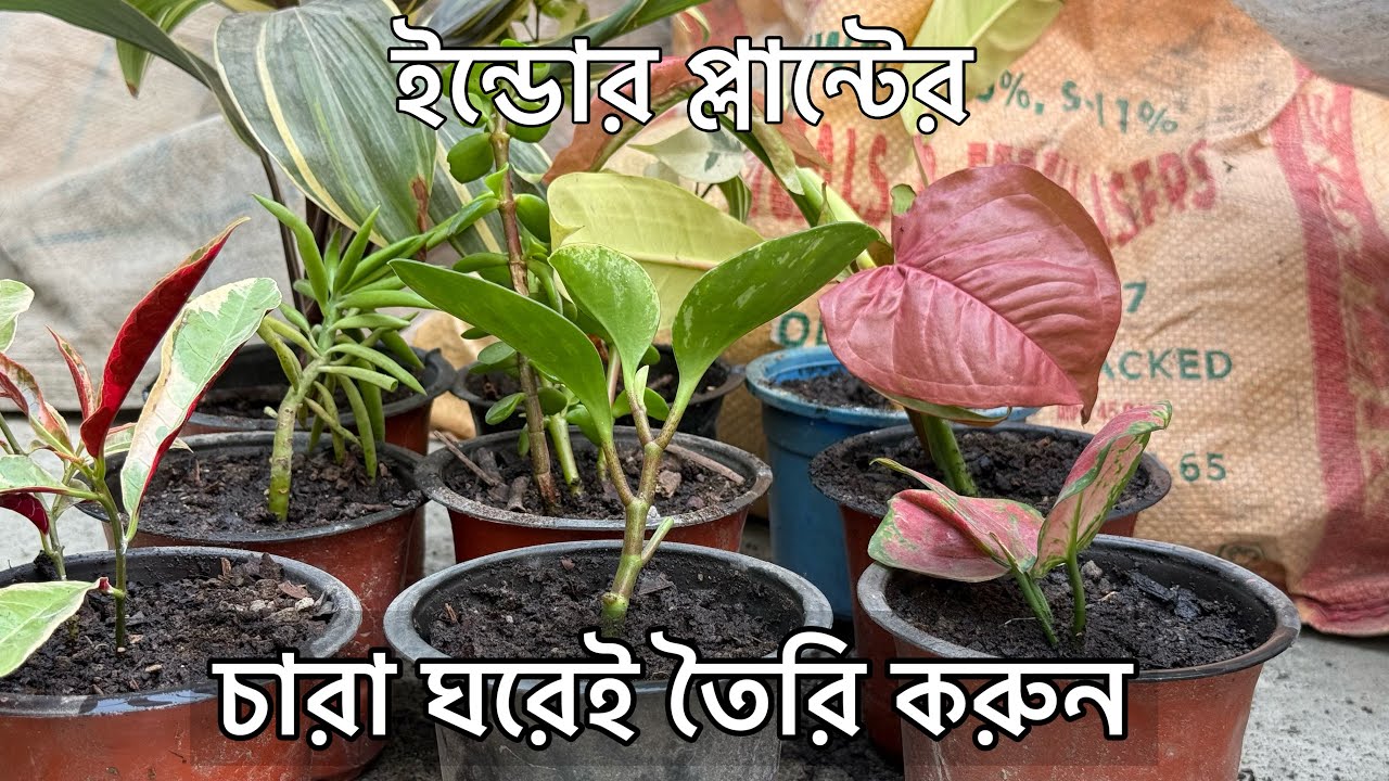 ইন্ডোর প্লান্টের চারা তৈরি ।How to propagate indoor plants | propagation Guide | Gardening Tips