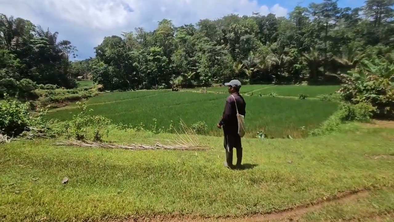 Dijual tanah kebun kelapa produktif nempel jalan desa luas  -+13.430 M² Harga borongan 300 jt NEGO 