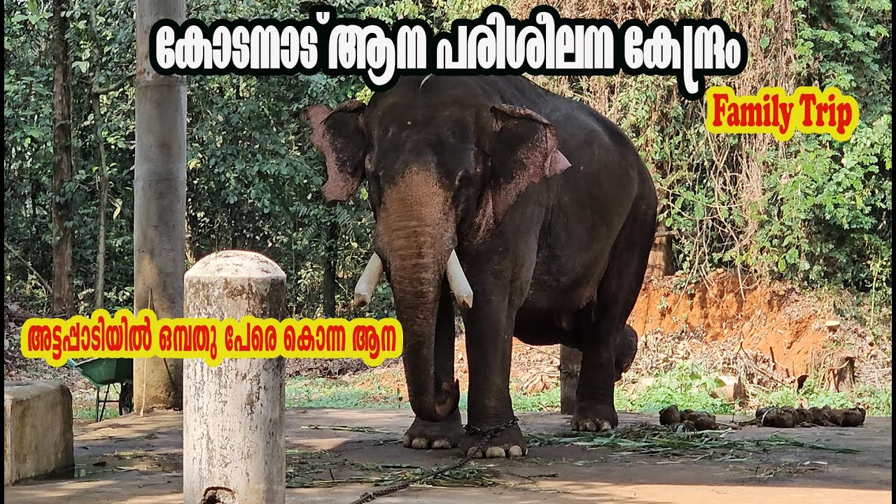 കോടനാട് ആന പരിശീലന കേന്ദ്രം Kodanad Elephant Training Centre Family Trip