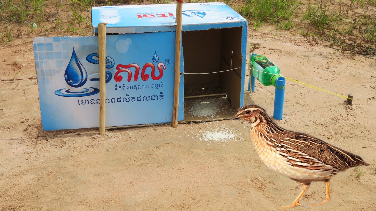Easy Bird Trap Simple DIY Creative Bird Trap Make From Water Bottle And Cardboard That Work 100%