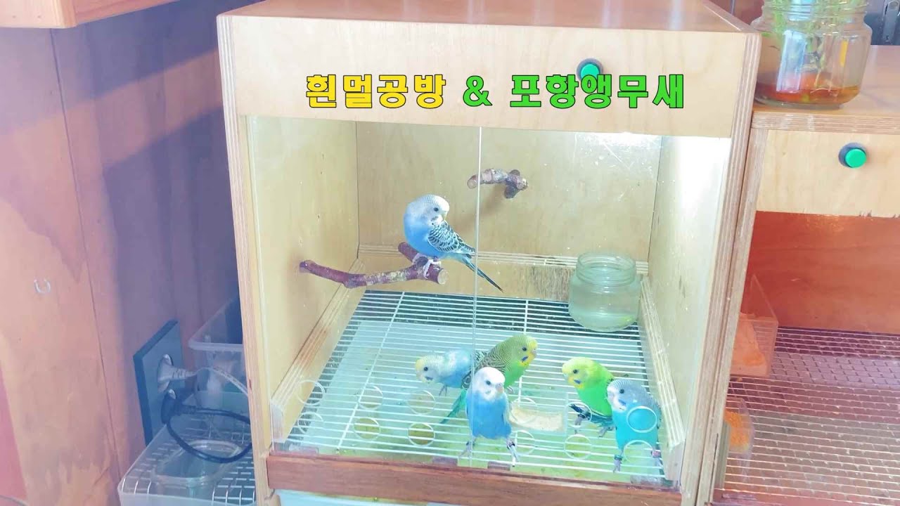 육추기속 앵무 2026 01 30  #앵무새분양 #애완조분양 #반려조분양 #앵무새 #포항앵무새 #포항앵무새분양 #경북앵무새분양 #경주앵무새분양 #대구앵무새분양 #울산앵무새분양