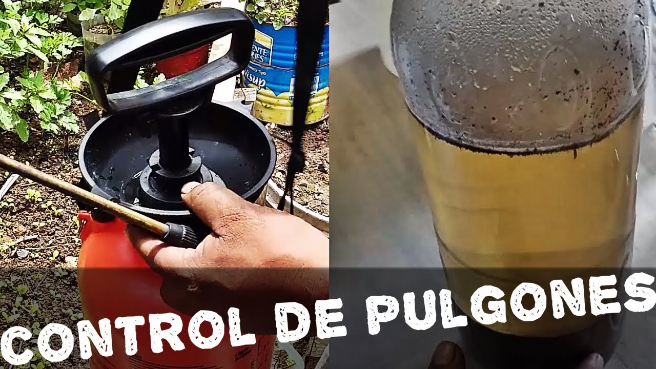 Como hacer INSECTICIDA de ceniza FACIL Y RAPIDO(control de pulgones)AGRICULTURA ORGÁNICA