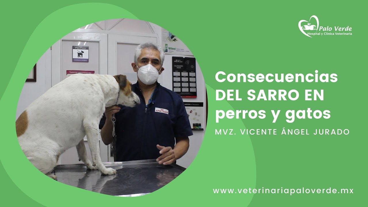 Profilaxis dental - Consecuencias del sarro en perros y gatos