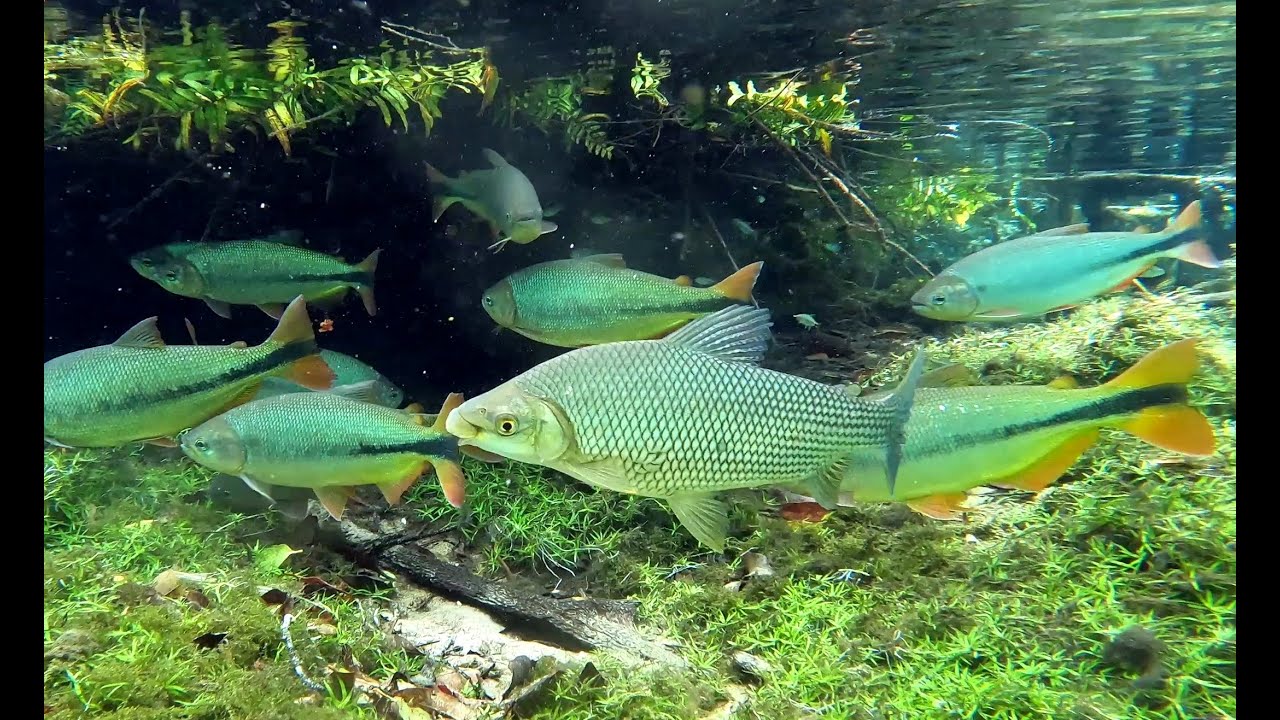 Snorkeling Rio da Prata, Bonito - Brazil