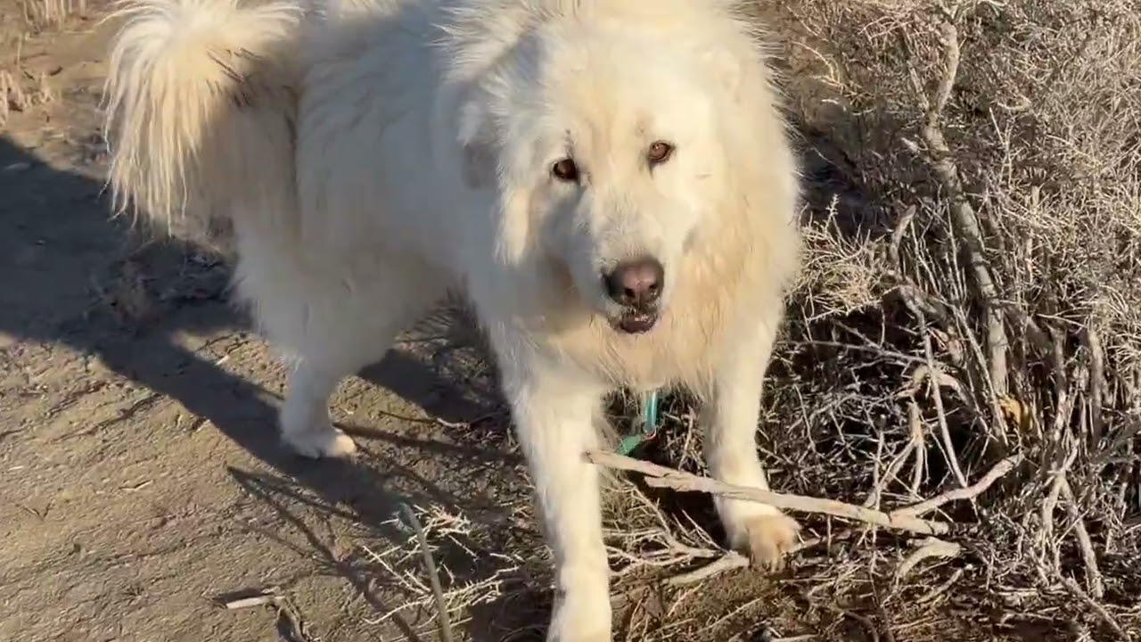Sherman@Landracefarmlgdrescue