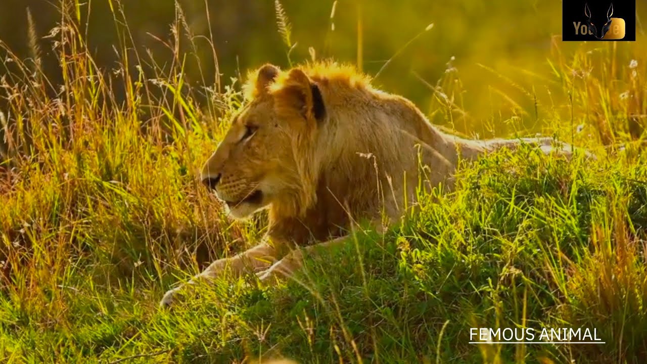 FEMOUS ANIMAL AMAZON JUGEL // WILD ANIMALS // AMAZON KINGDOM // #RAJNIKANT // KINGKHAN #2026.27 Aj
