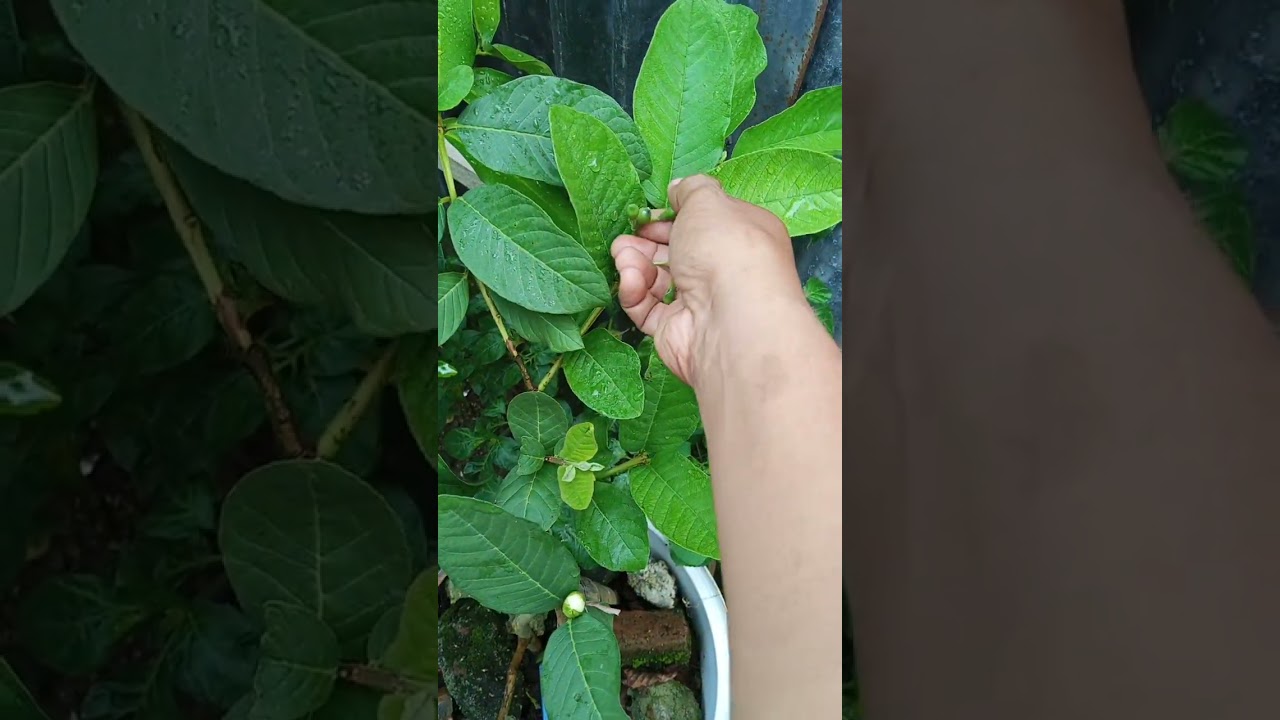 Seleksi Bunga Jambu Siumik Pala Agar Ukuran Buah Jumbo #fruit #buah #gardening #garden #tabulampot