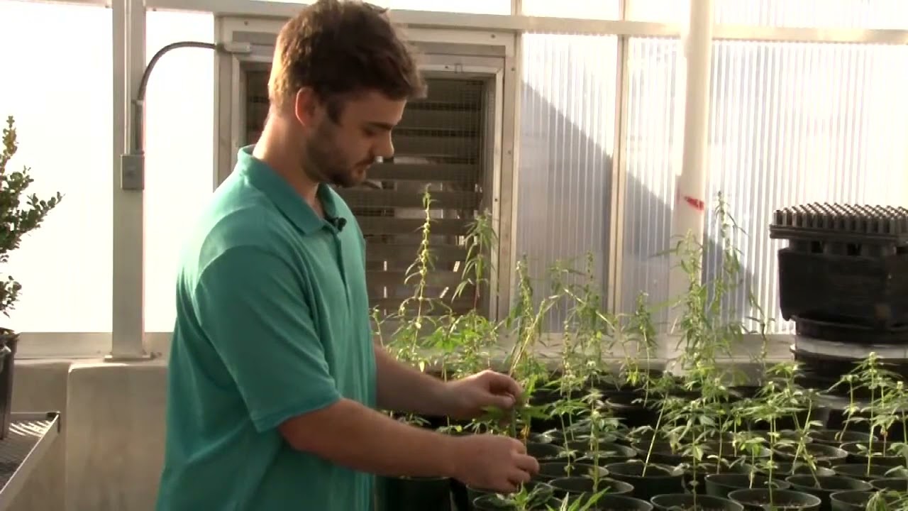 A joint effort: LSU AgCenter and Good Day Farm Louisiana will grow and sell medical marijuana