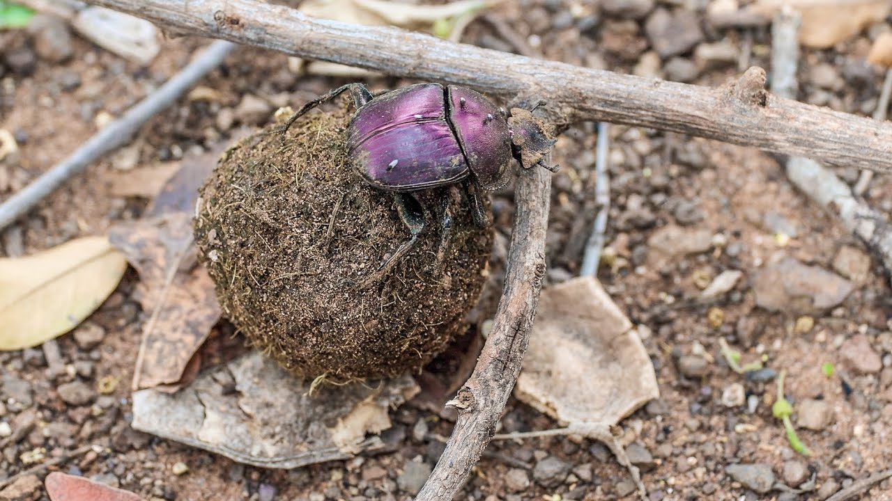 Obstacle? No Problem! Watch This Dung Beetle Think on Its Feet 🪲