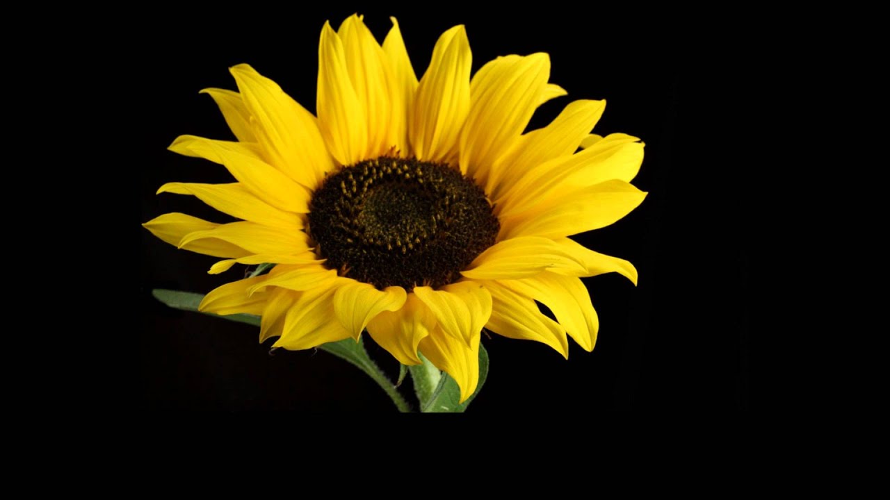 Bobby Alejo- Please Say Yes (Lyrics)