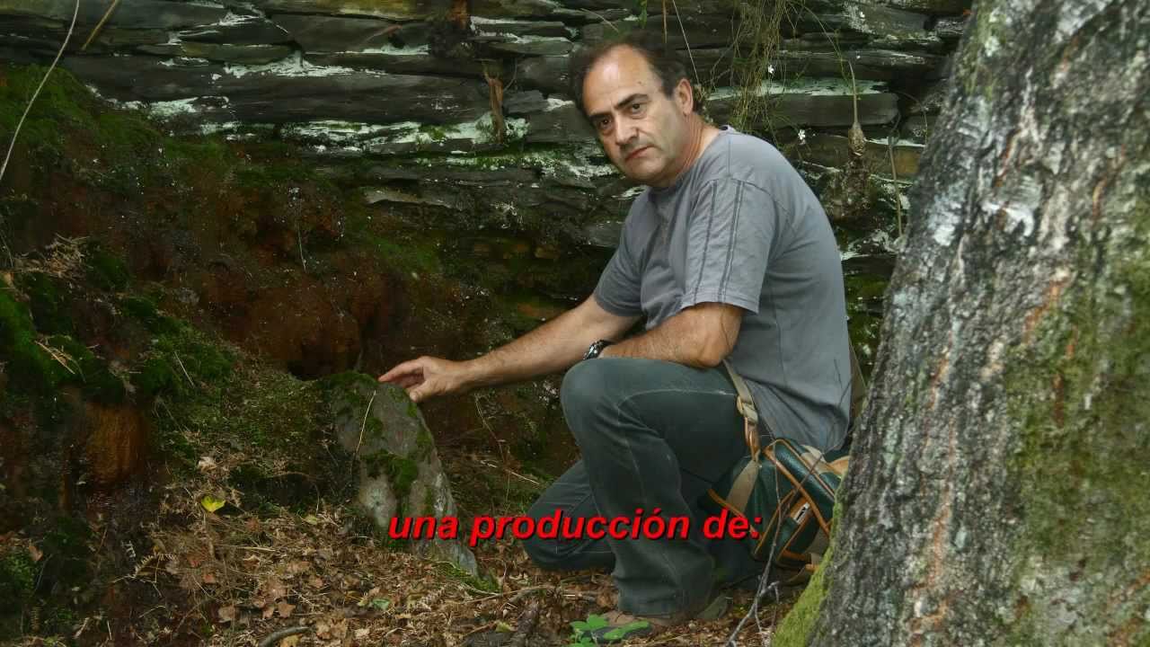 foxo de lobos de Monteagudo (O Incio).MP4