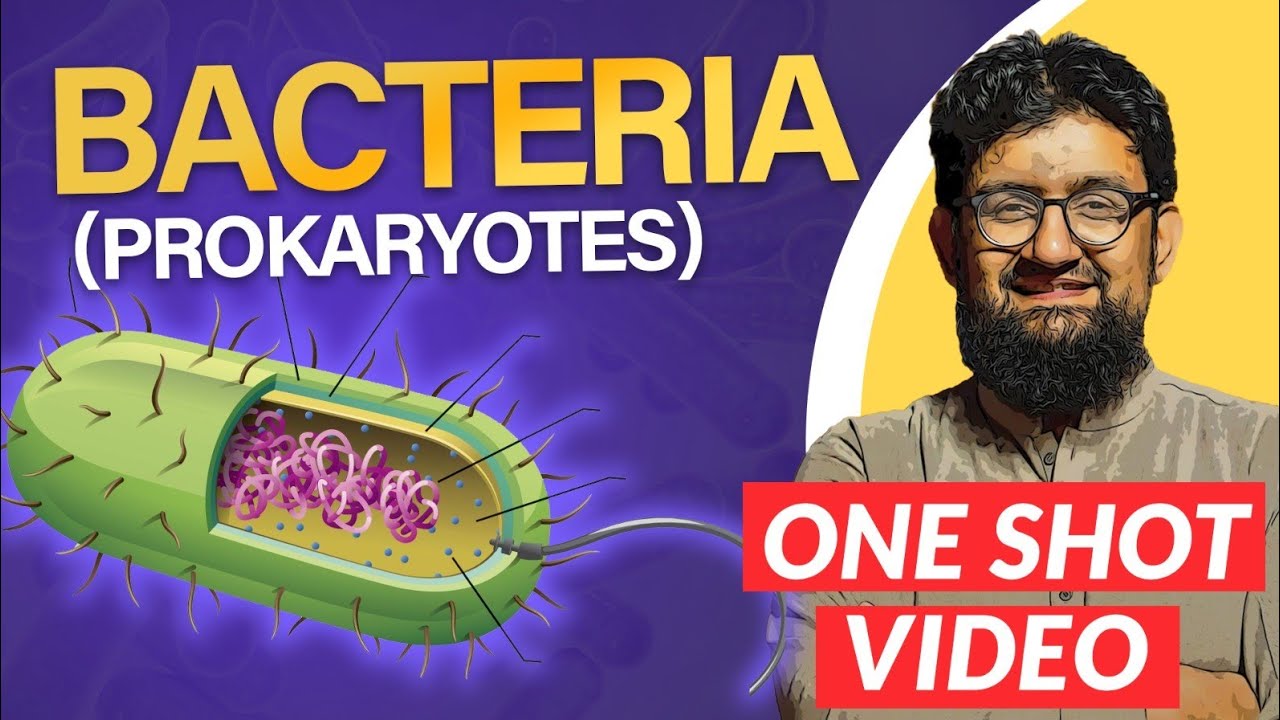 The Bacteria | One Shot Video