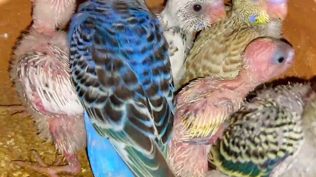 Budgies 😻