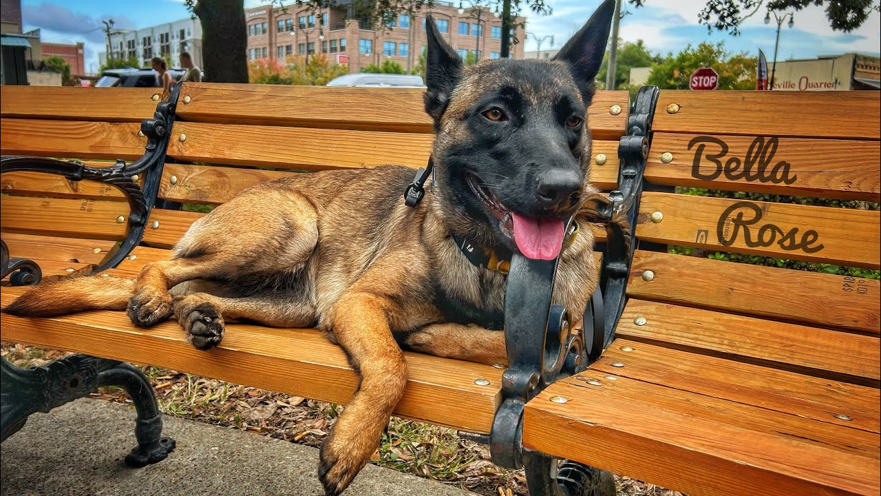 9mo GSD/Malinois Mix (Bella Rose) Community K9 | Best Dog Trainers in Florida 