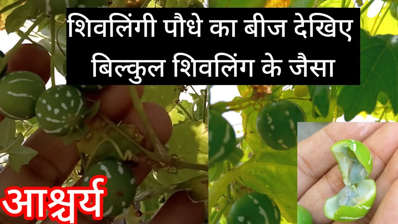 शिवलिंगी के पौधे का बीज देखिए बिल्कुल शिव लिंग के आकार का होता है। एक चमत्कारिक औषधीय पौधा#shivling
