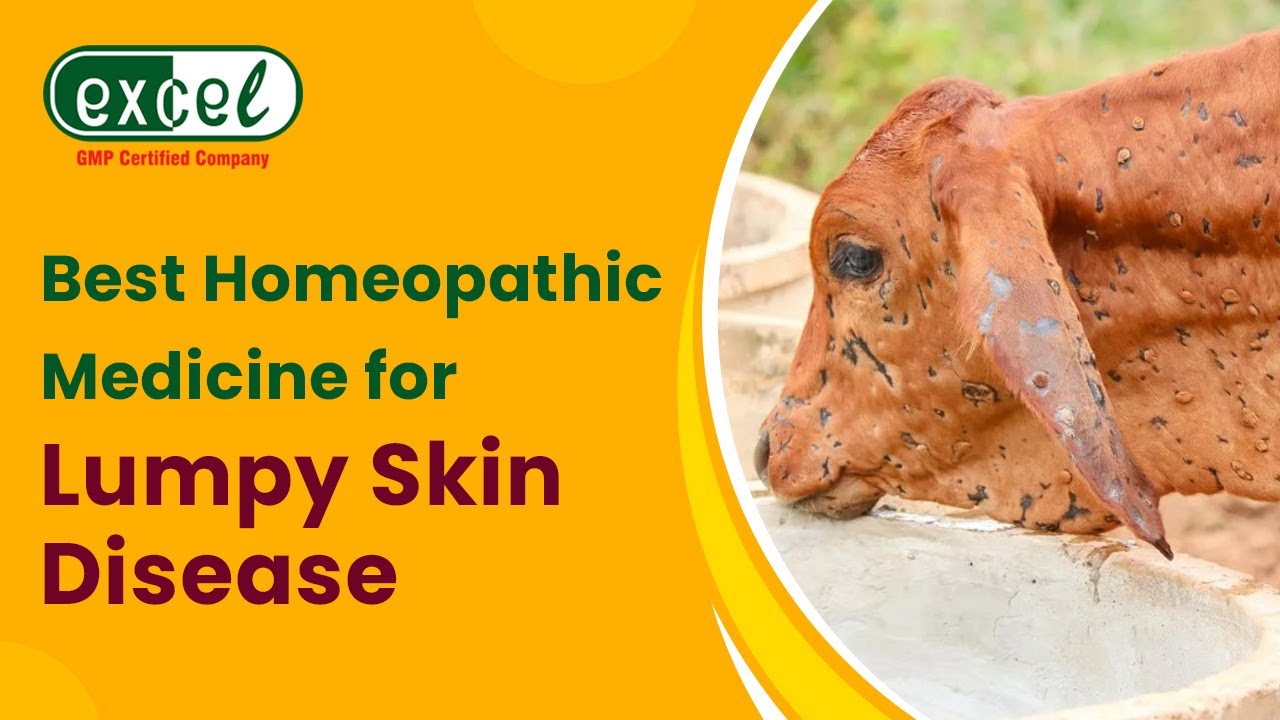Lumpy Skin Disease (LSD) and How Homeopathic Medicines for LSD Can Help!