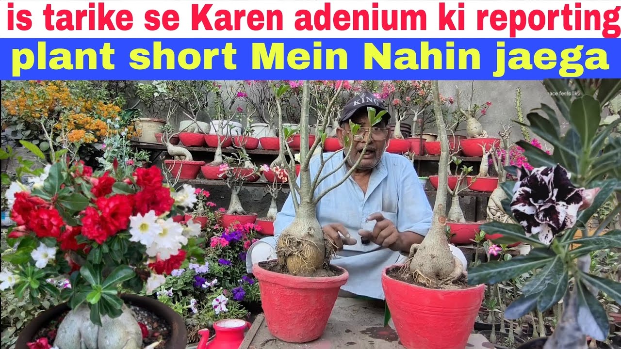 Is tarike se karen adenium ki repoting plant short mein nahin jaega