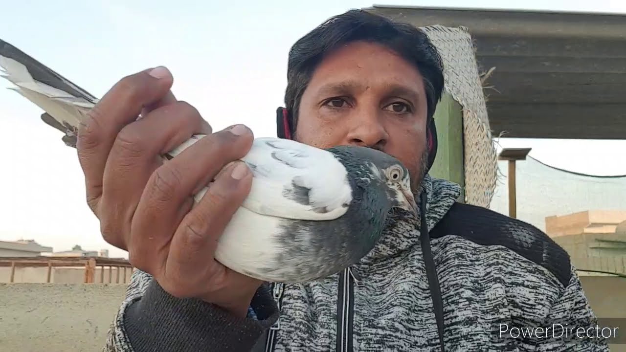 how to pair highflyer pigeon for best results by habib kabootar bazi