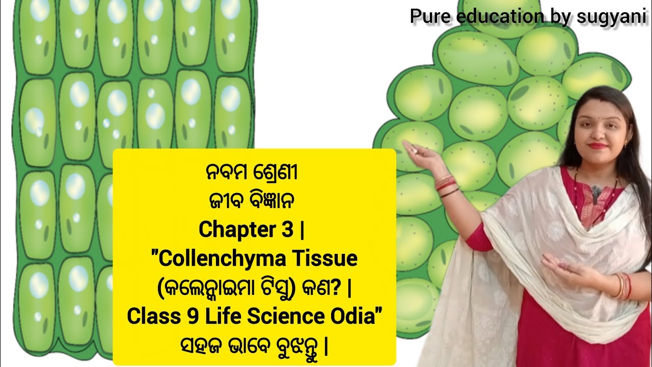 Collenchyma Tissue Explained | Class 9 Life Science Chapter 3 Odia Medium