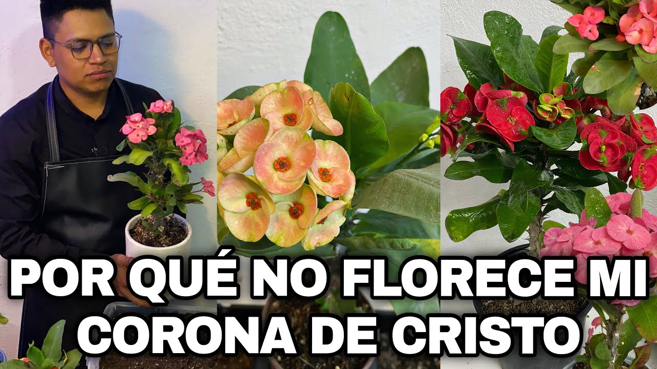 Porque mi corona de Cristo no florece ( Euphorbia milii )