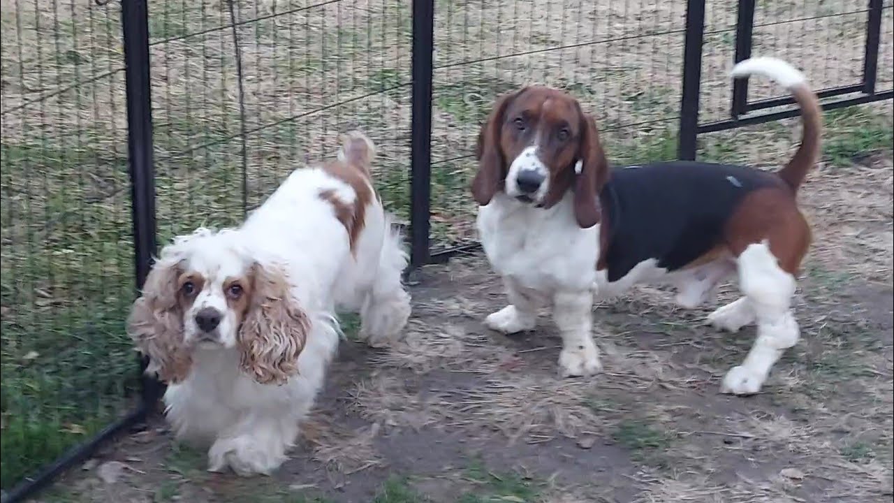 🐕‍🦺 Снупи и Пинки наслаждаются холодным зимним воскресным днем! ❄️🐶🐕🐩