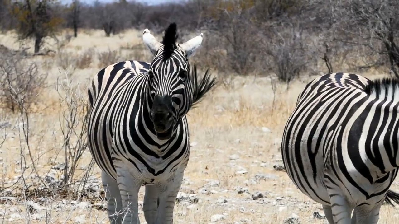 #8k60fps #4k #trendingshorts #animals #animal #trending #jungle #junglesafari #junglebook 