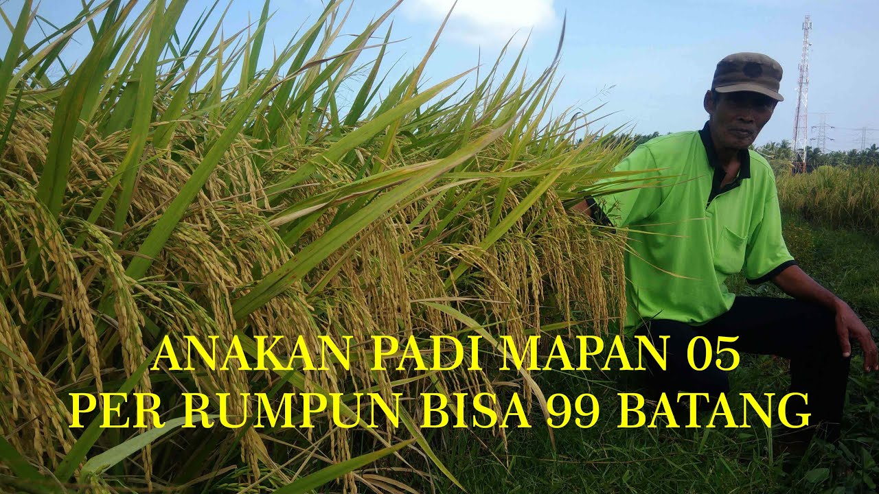 ANAKAN PADI MAPAN 05 BISA SAMPAI 99 BATANG PER RUMPUN
