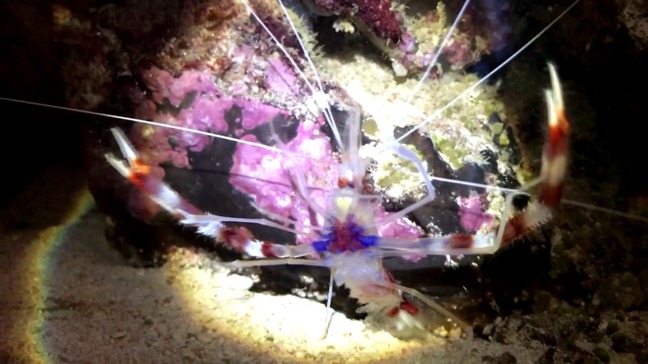 Stenopus hispidus - krewetka boksująca