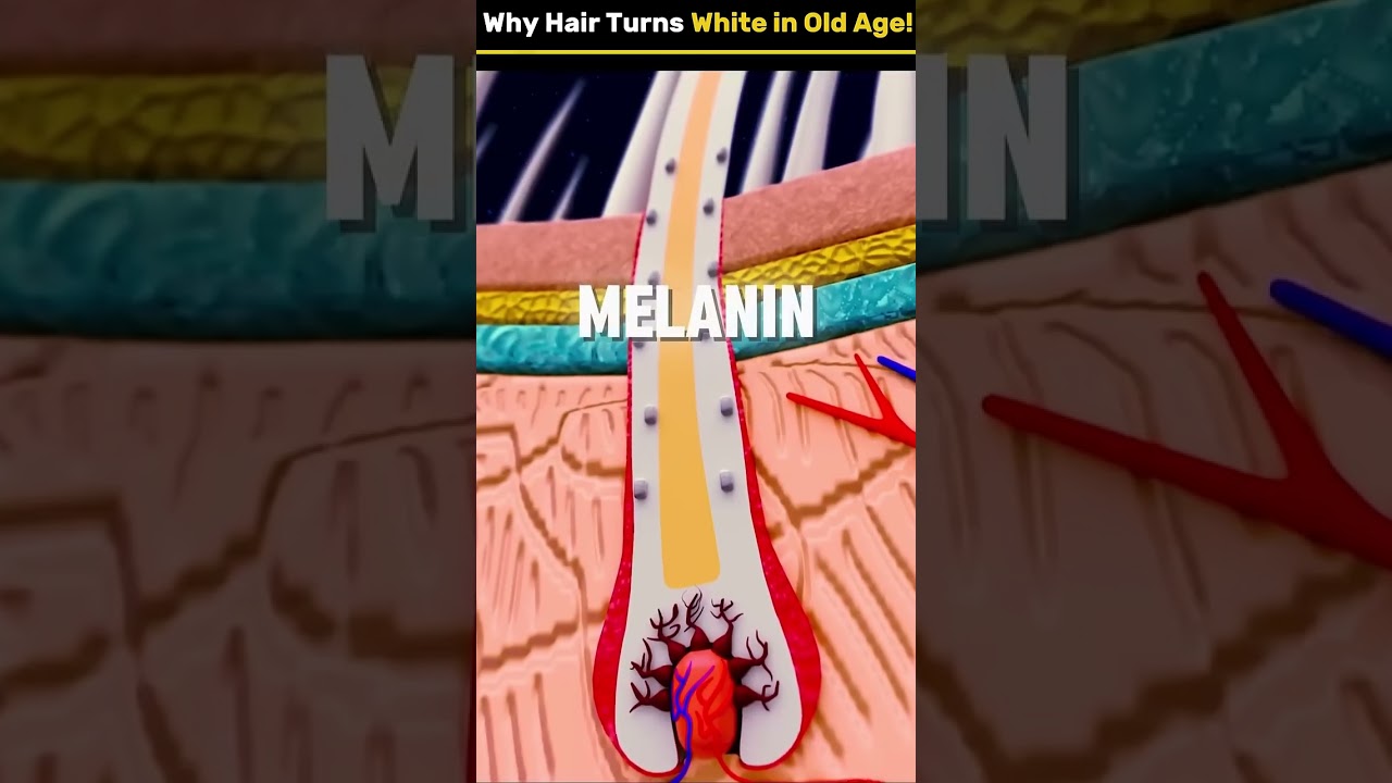 Secret Behind White Hair in Old Age!