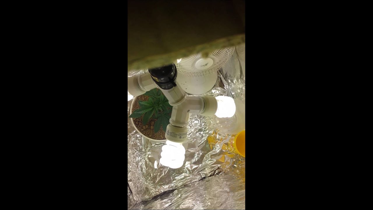 Cannabis grow day 14