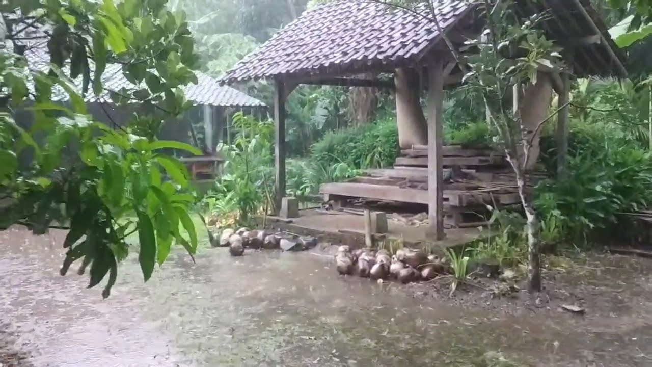 Walking in Heavy Rain: A Meditative Journey / Walking in Heavy Rain: Nature's Symphony