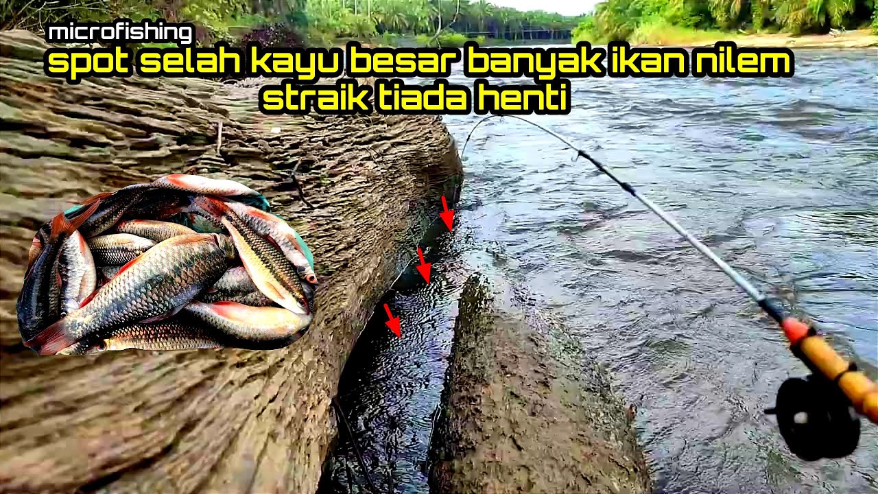 STRAIK TERUS BANYAK IKAN NILEM NYA!! Mancing Microfishing