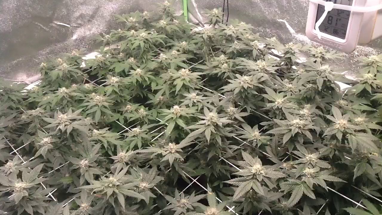 Day 41 flower #TNBFAM !