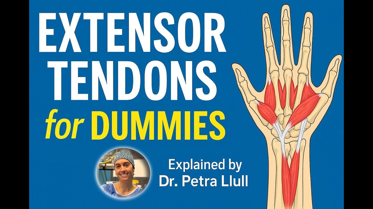 Domina la ANATOMÍA del Aparato Extensor de la MANO. Cirugía de la Mano en Profundidad