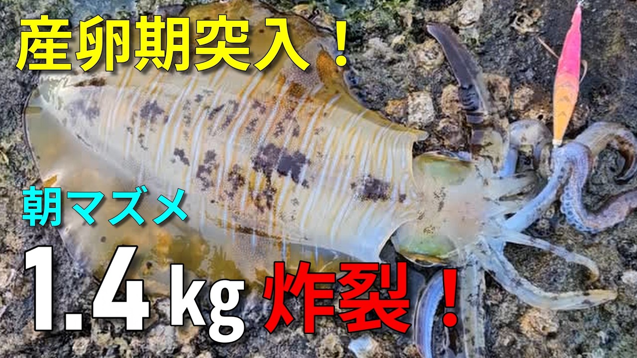 【エギング】朝マズメに1.4キロ！産卵期突入で文句なしの釣果‼