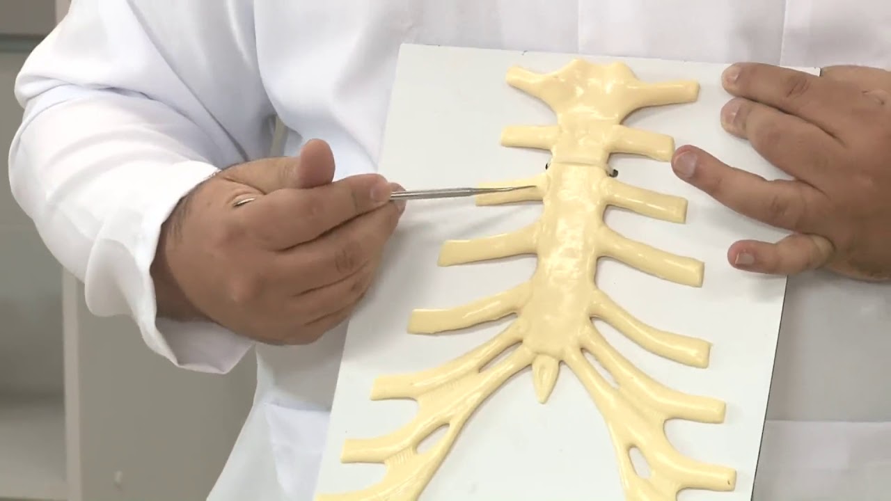 Aula Prática Anatomia Sistêmica - Generalidades de ossos, articulações e músculos.