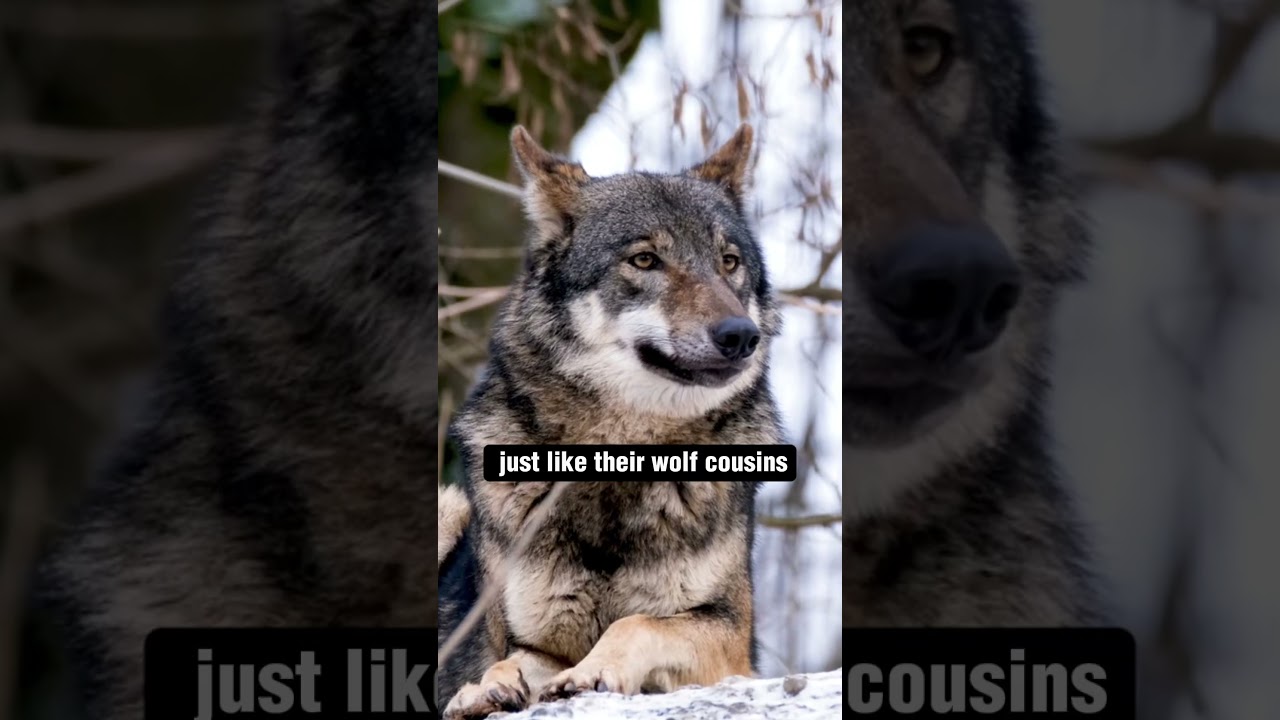 Are Huskies REALLY Wolves? The Truth Will Shock You!