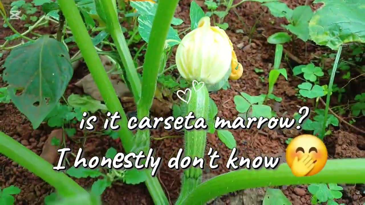 Vegatables that I have in my garden | walk around the garden 