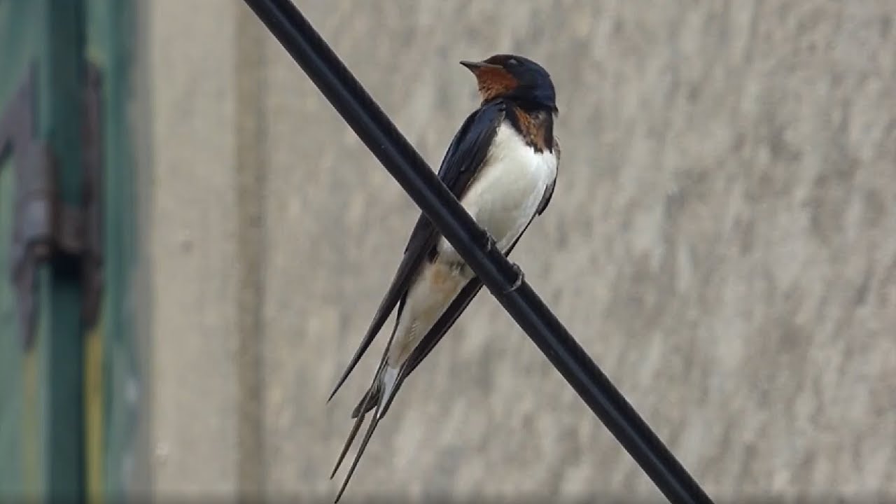 Ptice Hrvatske - Lastavica (Hirundo rustica) (Birds of Croatia - Barn Swallow) (1/3)
