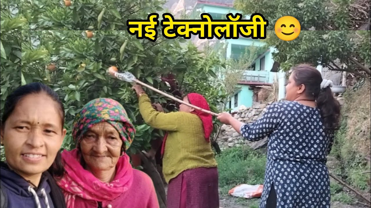 संतरे के पेड़ से संतरे निकलने का आसान तरीका||pahadi Life style vlog||बेटी ब्वारी पहाड़ की